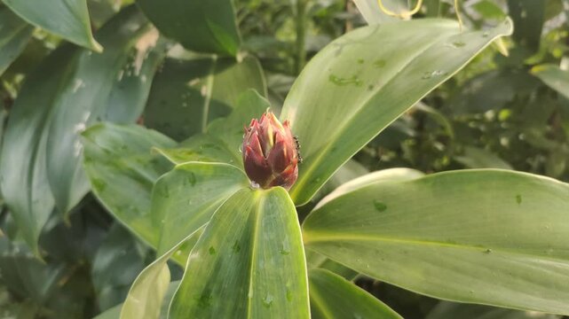Cheilocostus speciosus or Ginger Krep is a native rhizome plant. The flowering spikes are deep red, round, each flower is white. This plant can be found easily in parks and gardens.