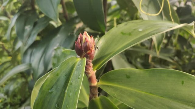 Cheilocostus speciosus or Ginger Krep is a native rhizome plant. The flowering spikes are deep red, round, each flower is white. This plant can be found easily in parks and gardens.