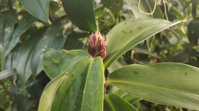 Cheilocostus speciosus or Ginger Krep is a native rhizome plant. The flowering spikes are deep red, round, each flower is white. This plant can be found easily in parks and gardens.