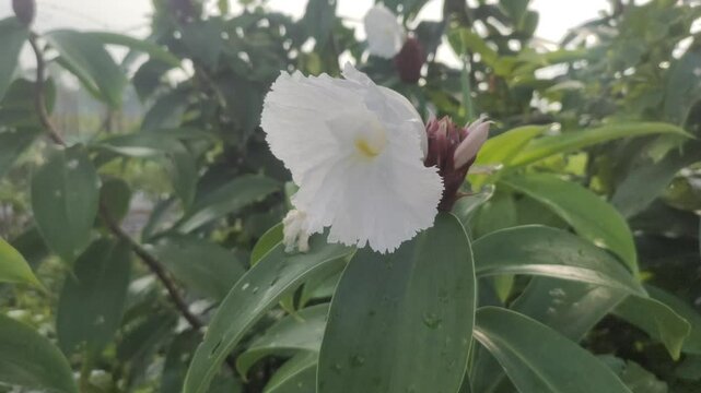 Cheilocostus speciosus or Ginger Krep is a native rhizome plant. The flowering spikes are deep red, round, each flower is white. Becomes a filter and border plant.