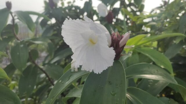 Cheilocostus speciosus or Ginger Krep is a native rhizome plant. The flowering spikes are deep red, round, each flower is white. Becomes a filter and border plant.