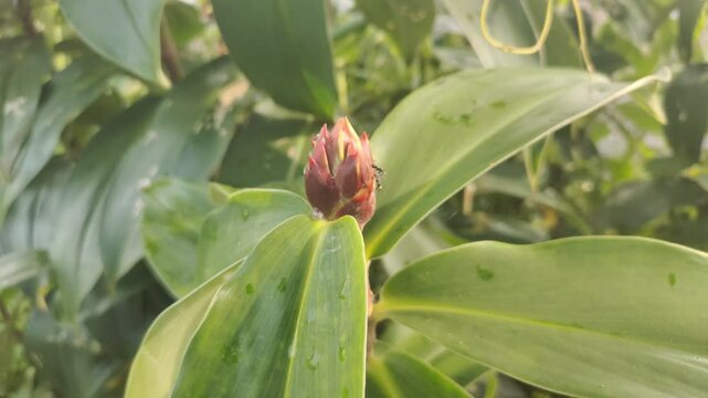 Cheilocostus speciosus or Ginger Krep is a native rhizome plant. The flowering spikes are deep red, round, each flower is white. This plant can be found easily in parks and gardens.
