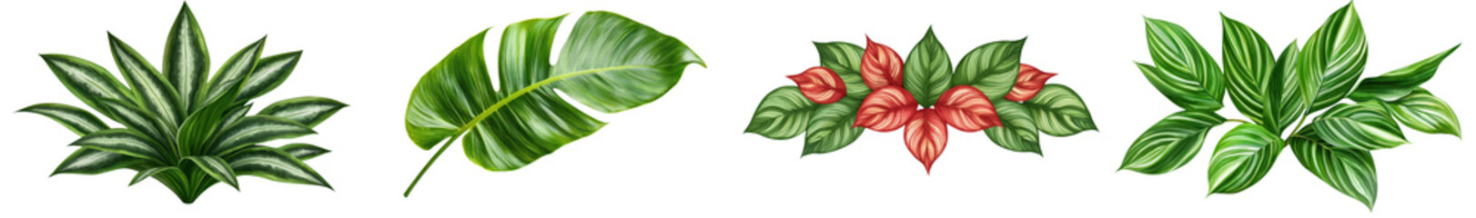 Isolated tropical leaf and foliage tree lush environment close-up view nature concept