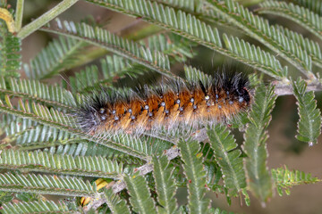 Anthela Sp. Caterpillar on Acacia Foliage