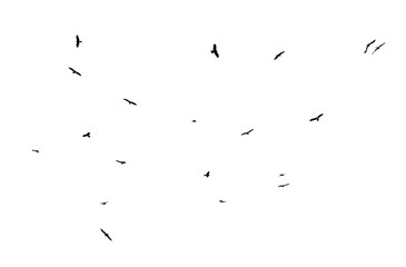 A flock of birds in flight isolated on a white background