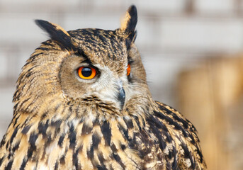 A large brown owl with a yellow eye stares at the camera