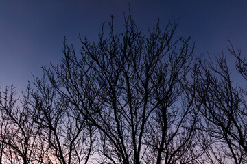 A tree with no leaves is silhouetted against a dark blue sky