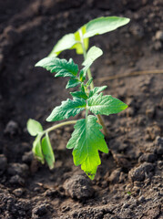 A small plant is growing in the dirt