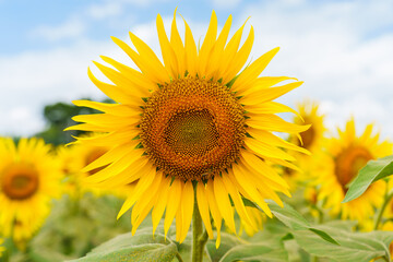 真夏のひまわり