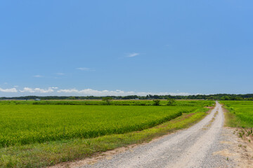 青空の田舎道