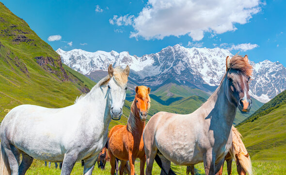 Horse grazing is green pasture against highest georgian mountain Shkhara near Ushguli in upper Svaneti - Georgia