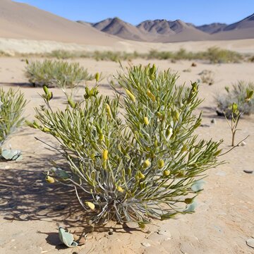 ephedra plant in gobi desert