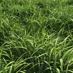 Fototapeta premium Seamless Grass Texture with Natural Lighting and Uniform Detail