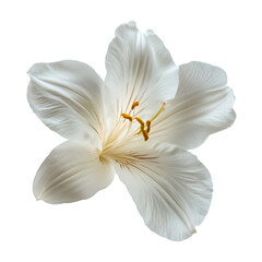 Fototapeta premium White flower isolated on a transparent background.