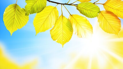 Obraz premium Autumn leaves branch, sunny sky, nature backdrop, website design