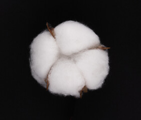 cotton flower isolated on black background