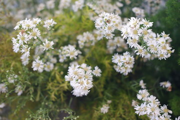 Charming White Petals Amidst Vibrant Leaves