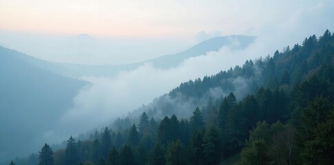 Foggy low clouds envelop trees on mountainside, mountain, fog, damp