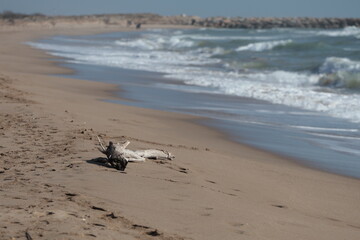 Sandy shoreline with gentle ocean waves and driftwood. Tranquil coastal scene with natural elements on a bright, sunny day.