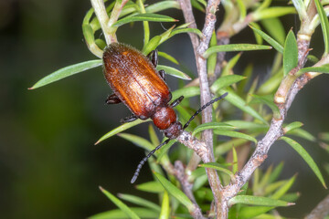 Ecnolagria Honey-brown Beetle on Spiky Shrub