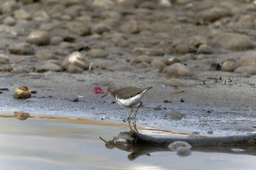 Common sand piper on the beach