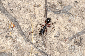 Camponotus intrepidus - Giant Sugar Ant on Sand