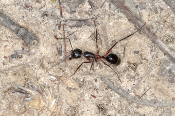 Camponotus intrepidus - Giant Sugar Walking Ant on Sandy Surface