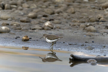 Common sand piper on the beach