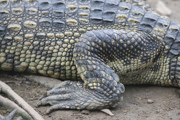 Crocodile's Textured World: An up-close and captivating view of a crocodile's textured skin and powerful foot, revealing the intricate patterns and rough surface of the reptile in its natural habitat.