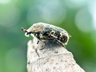 Mango flower beetle (Protaetia acuminata), macro shot mango flower beetle perches on a tree branch