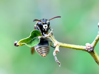 The red and black mason wasp (Pachodynerus), wasp perched on a branch
