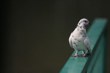 Pigeon Perch: A close-up capture of a speckled pigeon perched gracefully on a vibrant green railing, showcasing its striking features against a blurred backdrop.