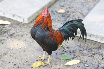 Majestic Rooster: A proud rooster with vibrant plumage stands confidently, its comb and wattles a striking red against its dark feathers, a symbol of rural charm and the beauty of farm life.