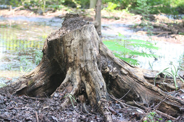 Fototapeta premium Tree Stump's silent resilience: A close-up showcases the rugged texture of a tree stump, a testament to nature's resilience, against a blurry natural backdrop.