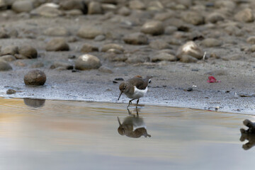 Common sand piper on the beach