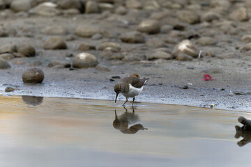 Common sand piper on the beach