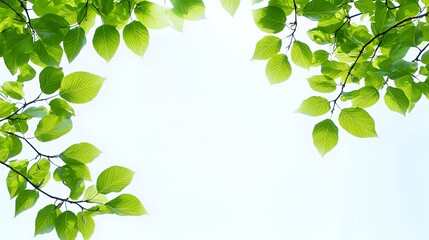 Obraz premium Bright Green Leaves on Branches Against a White Sky