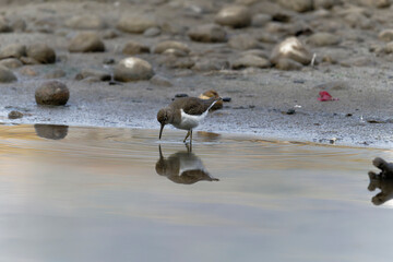 Common sand piper on the beach