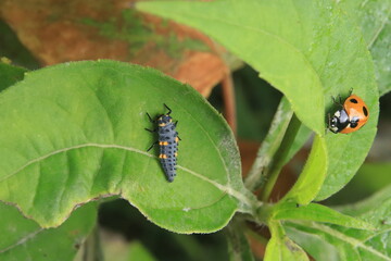 テントウムシの幼虫と成虫
