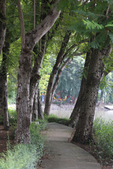 Pathway through the Park: A winding pathway disappears into the distance, flanked by tall trees with textured bark and vibrant green foliage, offering a tranquil escape into nature's embrace.
