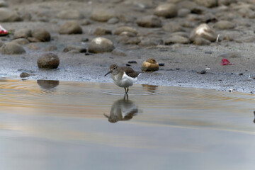 Common sand piper on the beach