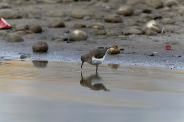Common sand piper on the beach