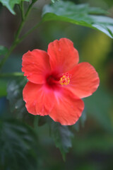 Obraz premium Radiant Hibiscus in Bloom: The fiery beauty of a vibrant red hibiscus flower bursts forth.