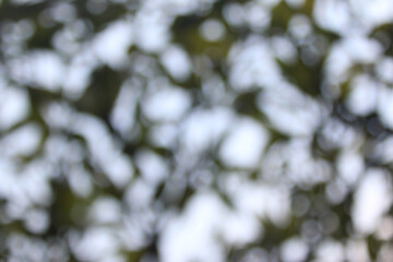 Bokeh in Nature: Capturing the ethereal beauty of light and shadow, this image showcases an abstract bokeh effect, where soft, out-of-focus lights blend seamlessly.