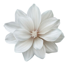 Fototapeta premium A beautiful white flower with delicate petals and a soft texture, symbolizing purity and elegance in nature.