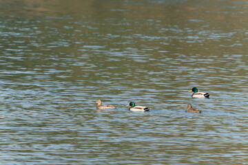 Mallard swiming