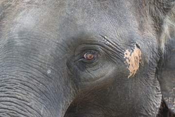 Fototapeta premium A Gentle Giant's Gaze: A captivating close-up reveals the intricate texture and expressive eye of an elephant, offering a glimpse into its gentle soul and remarkable presence.
