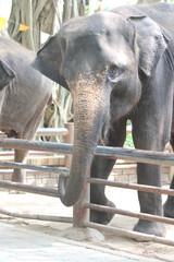 Fototapeta premium Elephant at Enclosure: The majestic elephant, with its wrinkled skin and expressive eyes, stands near a fence. A portrait of the gentle giant in its habitat.