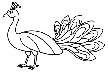 Modern Peacock Line Drawing