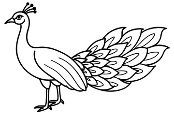 Modern Peacock Line Drawing